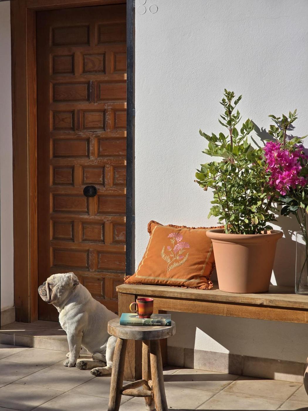 Bulldog by the wooden front door beside bougainvillea